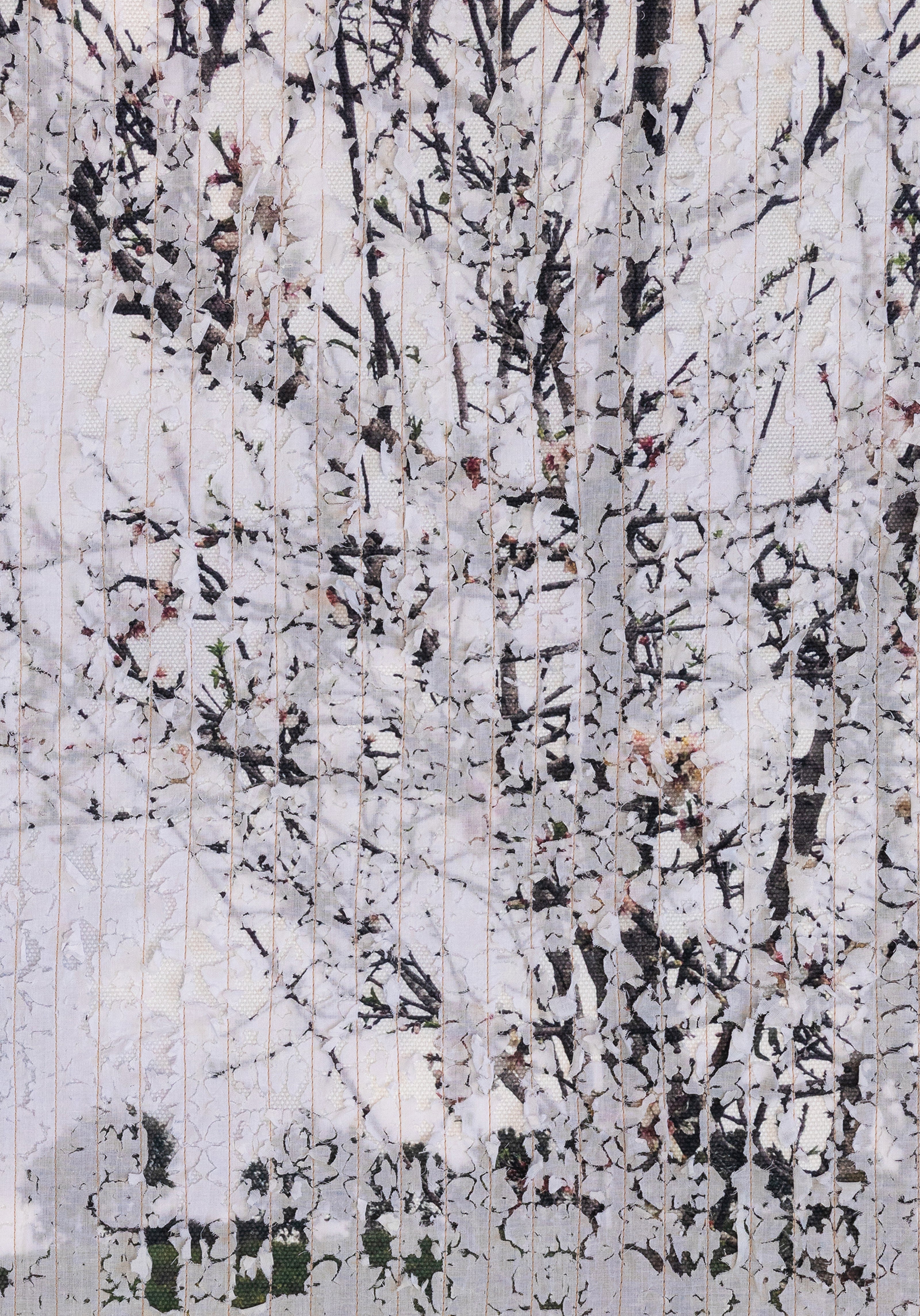 שקדיה פורחת_יצירה מודפסת