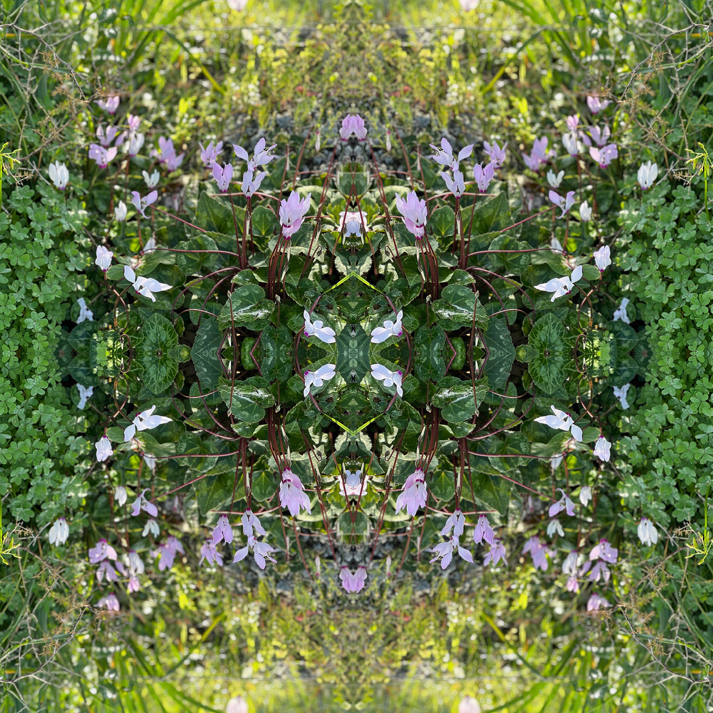 האור הנודד_סט רביעייה