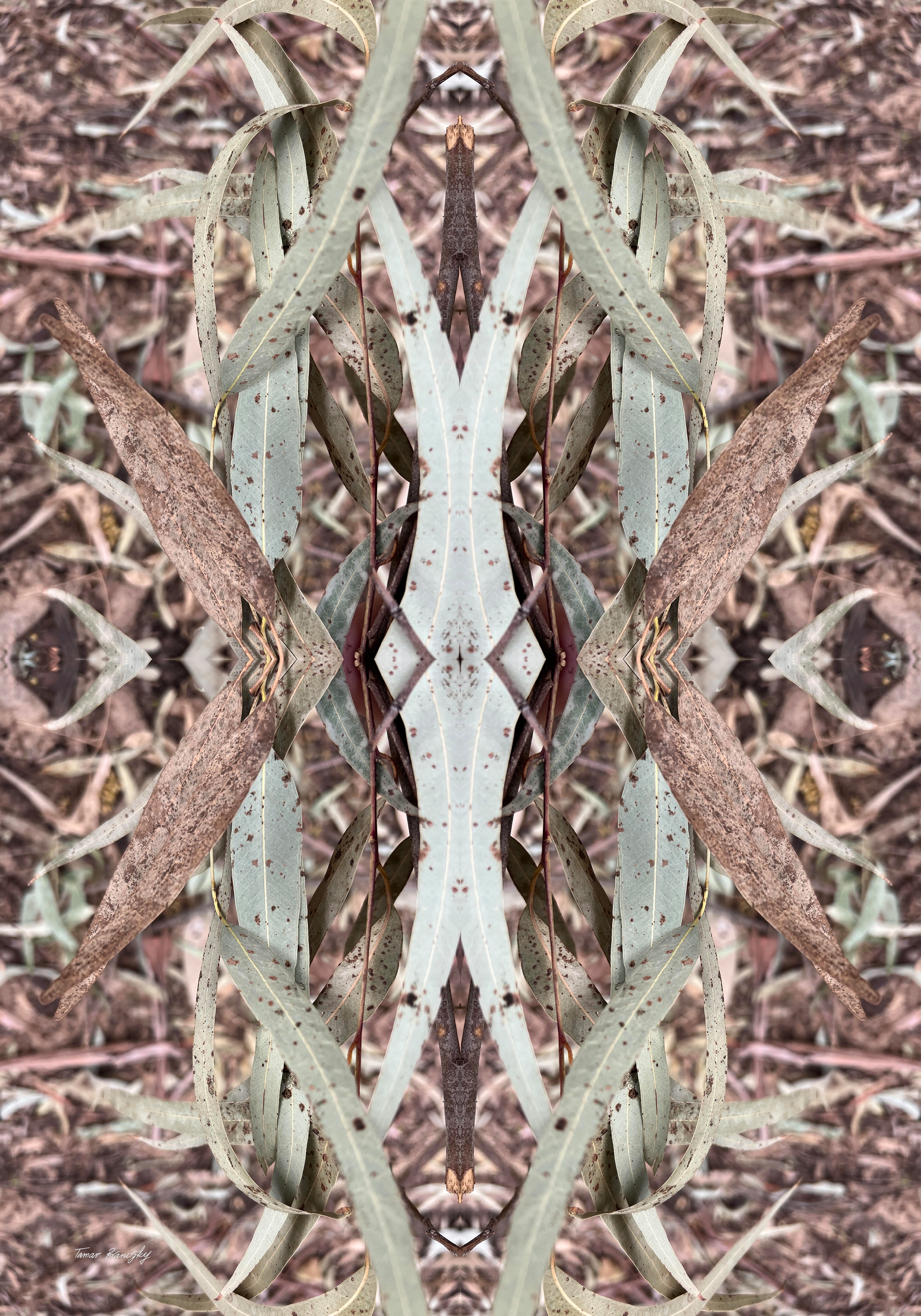 אקליפטוס בבוקר- סט יצירות מודפסות