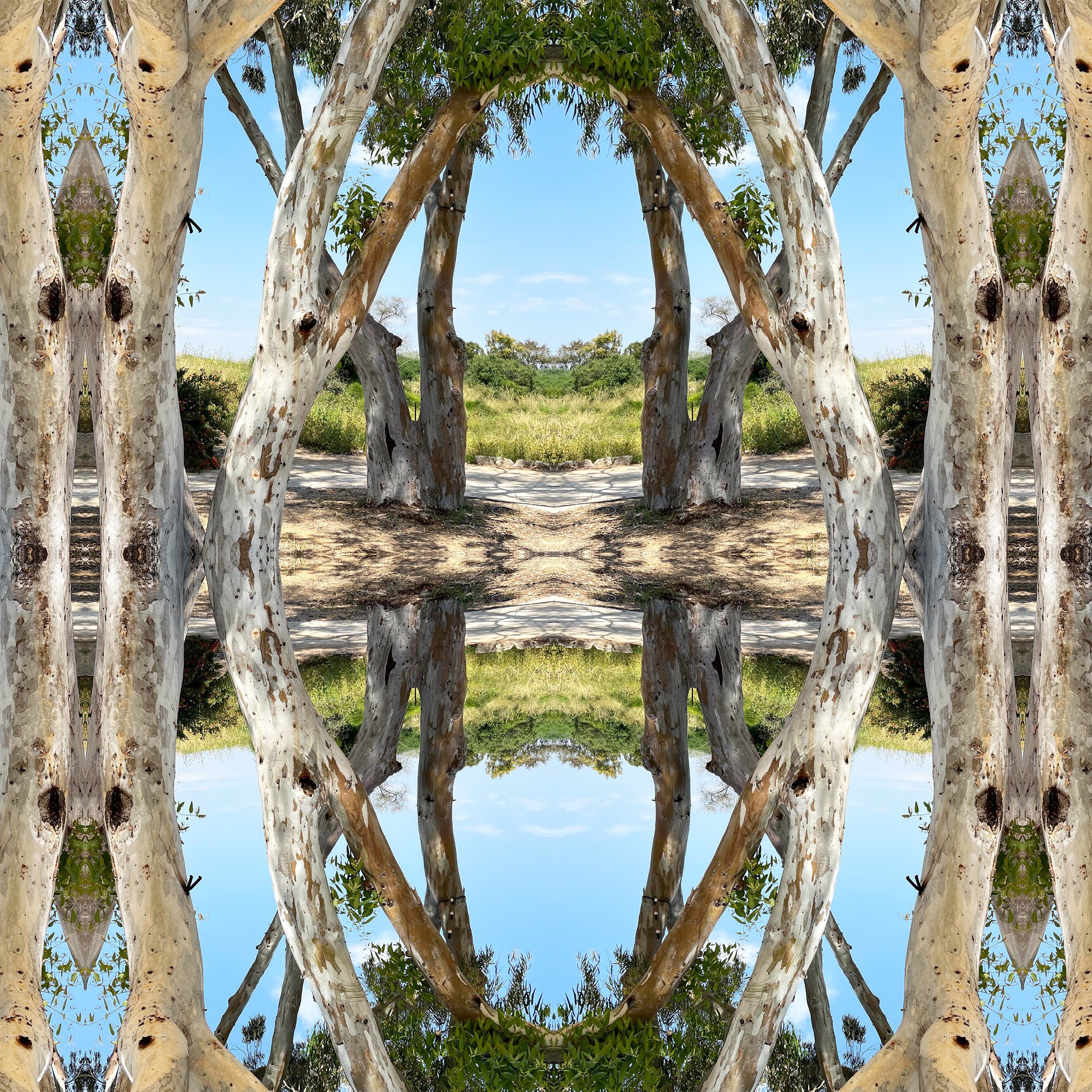 האור הנודד_סט רביעייה