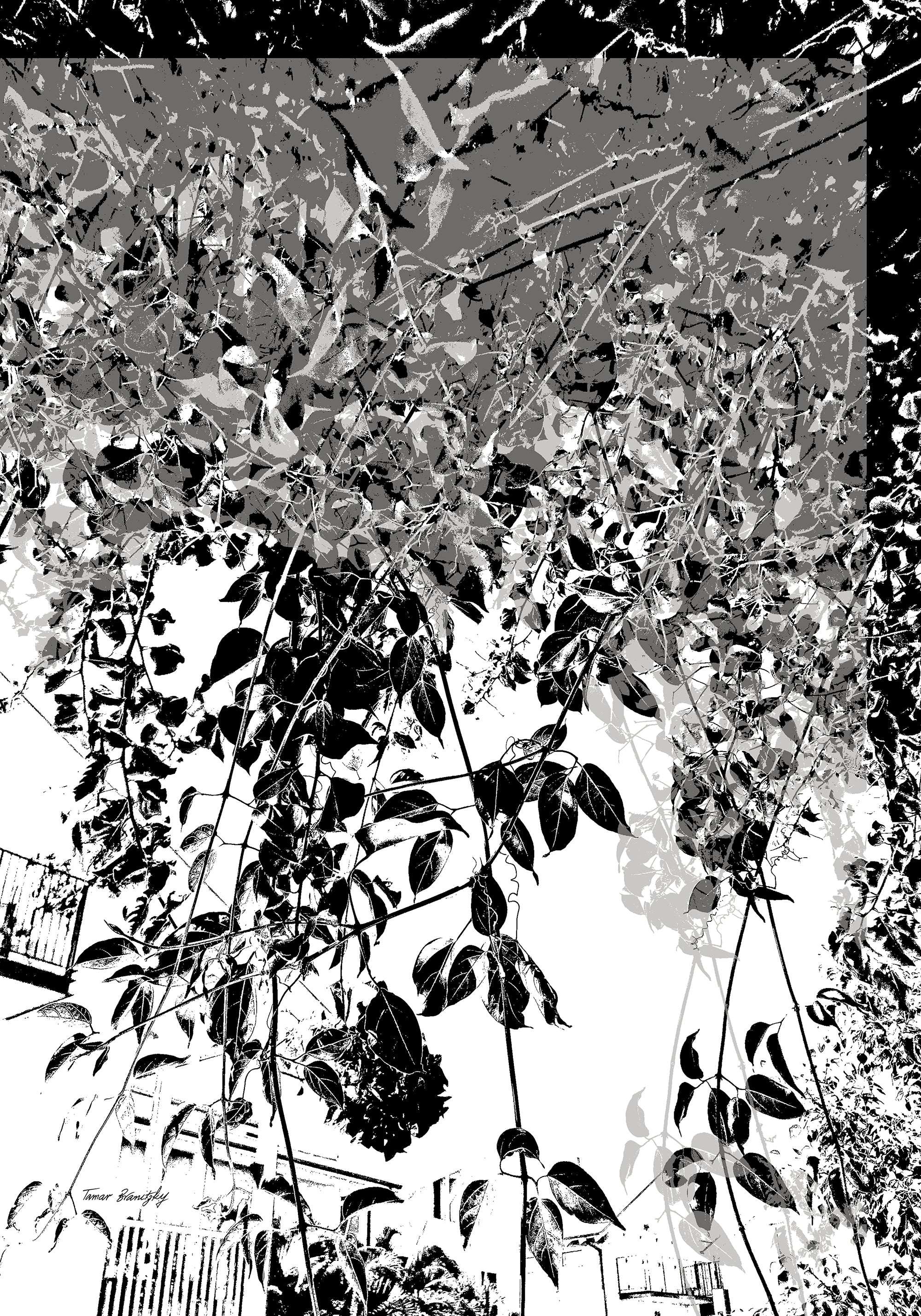 קסם יפואי בשחור וורוד