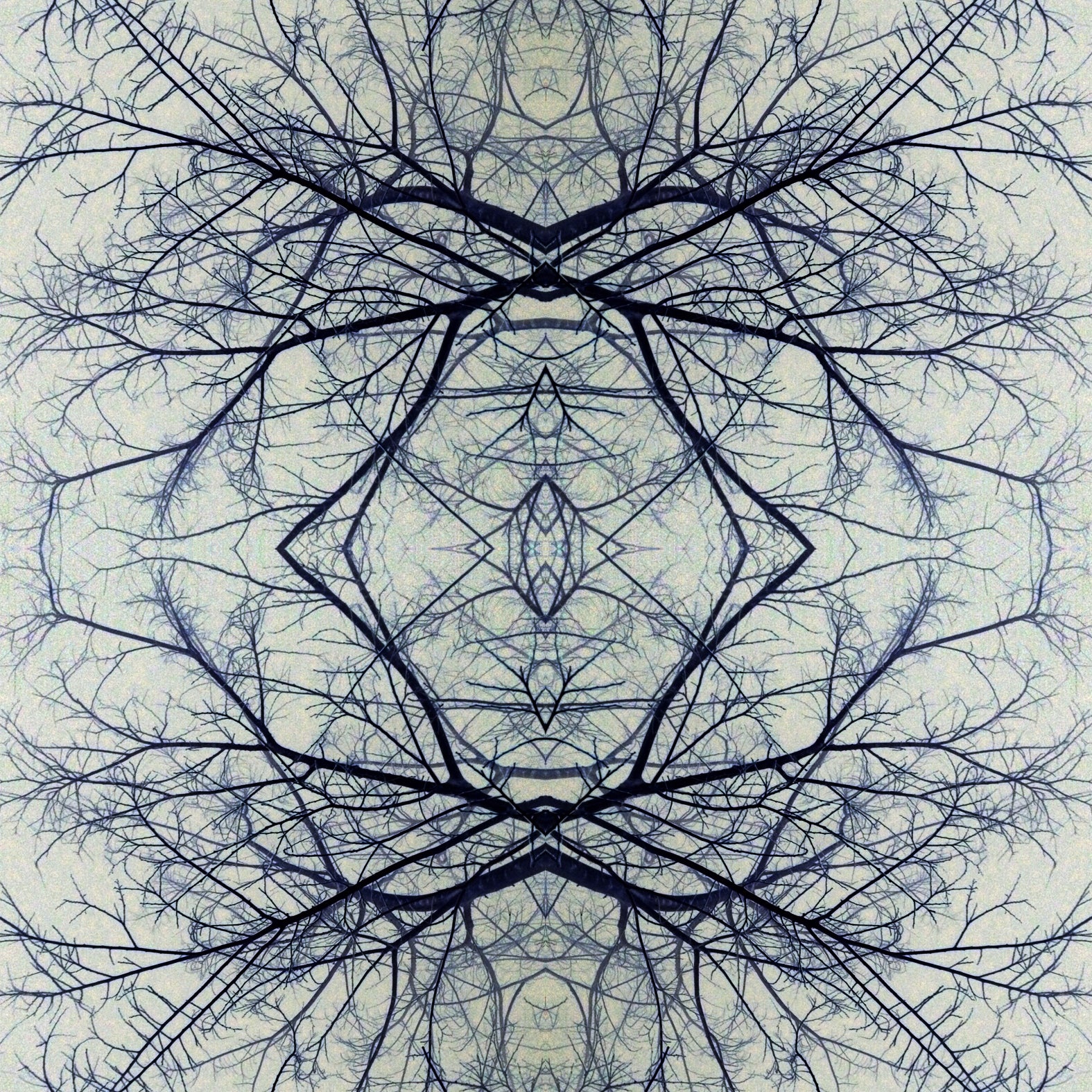 עץ בגווני ג'ינס