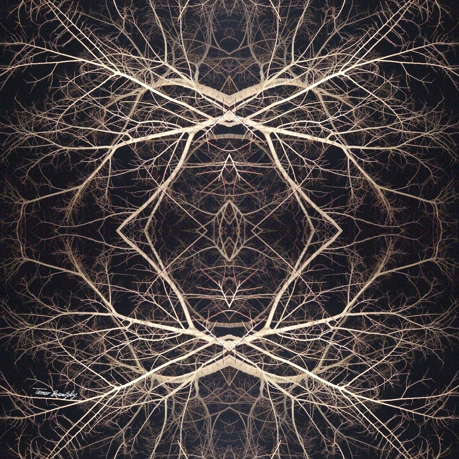 דרמה בלילה_הדפס ענפים