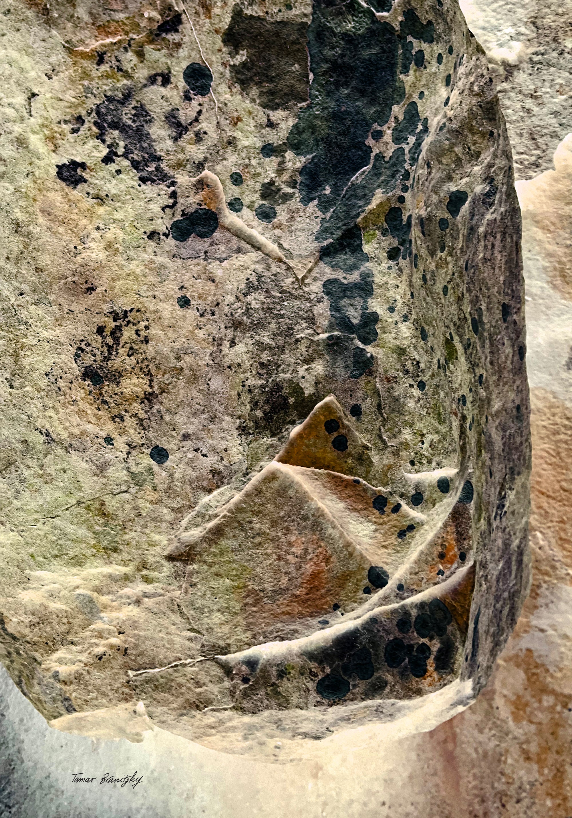 עקבות היער- סט יצירות מודפסות